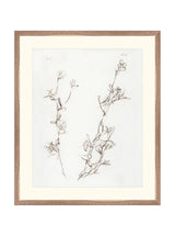 Botanical Study I - HJART0219 - WNT - 21X25