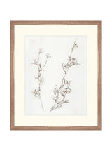 Botanical Study I - HJART0219 - WNT - 16X19