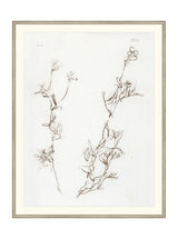 Botanical Study I - HJART0219 - SIL - 35X45