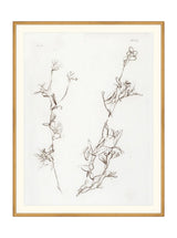 Botanical Study I - HJART0219 - GLD - 35X45