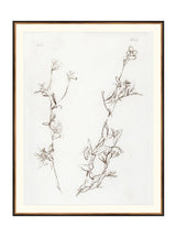 Botanical Study I - HJART0219 - BGD - 35X45