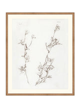 Botanical Study I - HJART0219 - BNZ - 29X35