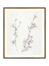 Botanical Study I - HJART0219 - BGD - 29X35