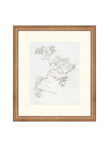 Botanical Study II - HJART0220 - BNZ - 13x15