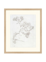 Botanical Study II - HJART0220 - OAK - 16X19