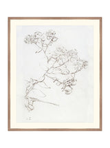 Botanical Study II - HJART0220 - WNT - 29x35