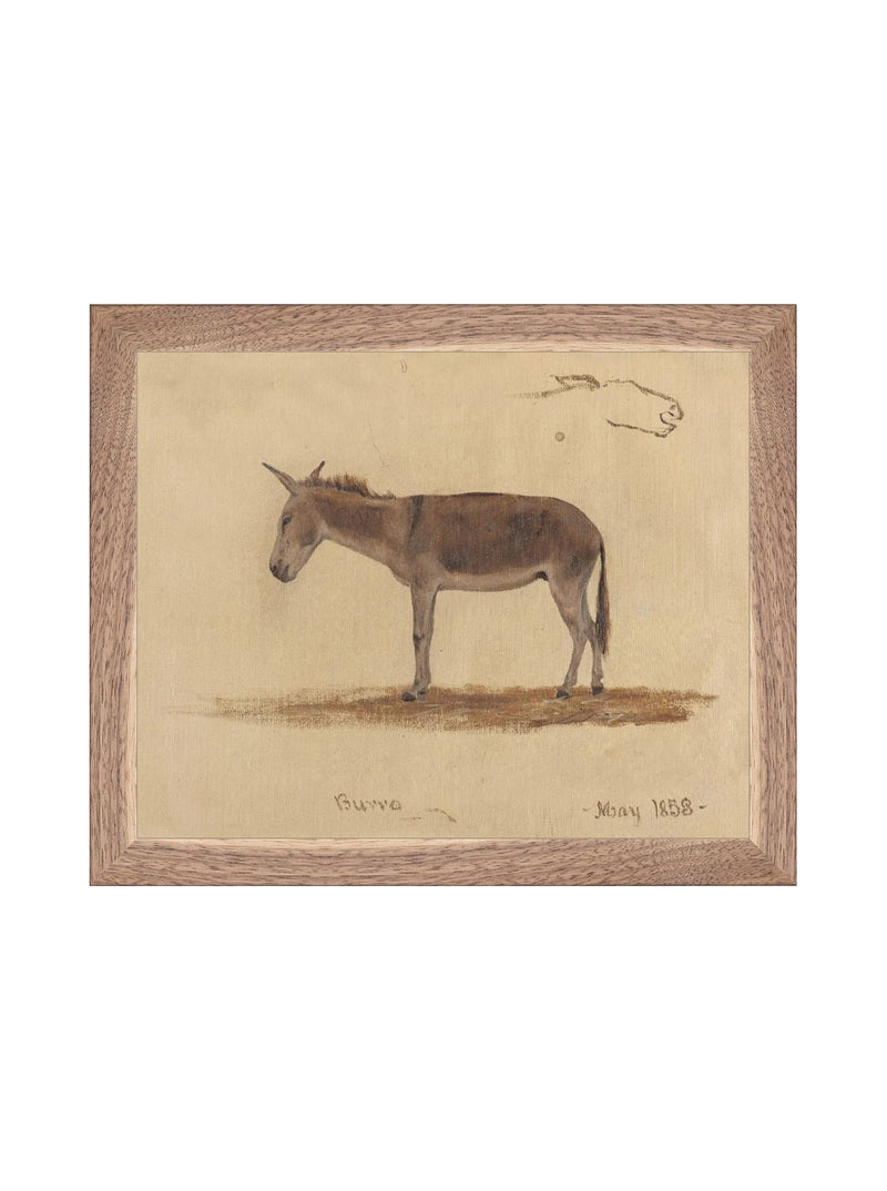 Burro Study - HJART0174 - WNT - 8x10