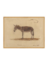 Burro Study - HJART0174 - GLD - 30x40