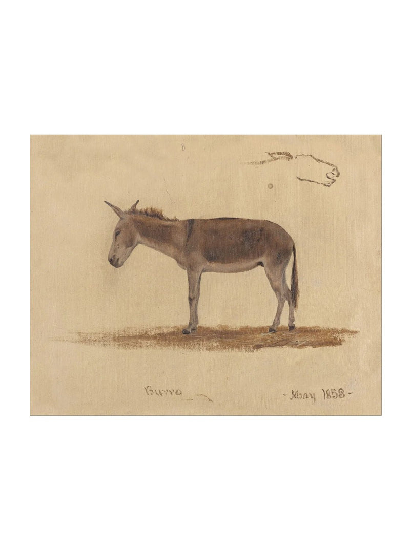 Burro Study - HJART0174 - UF - 8x10