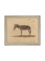 Burro Study - HJART0174 - SIL - 8x10