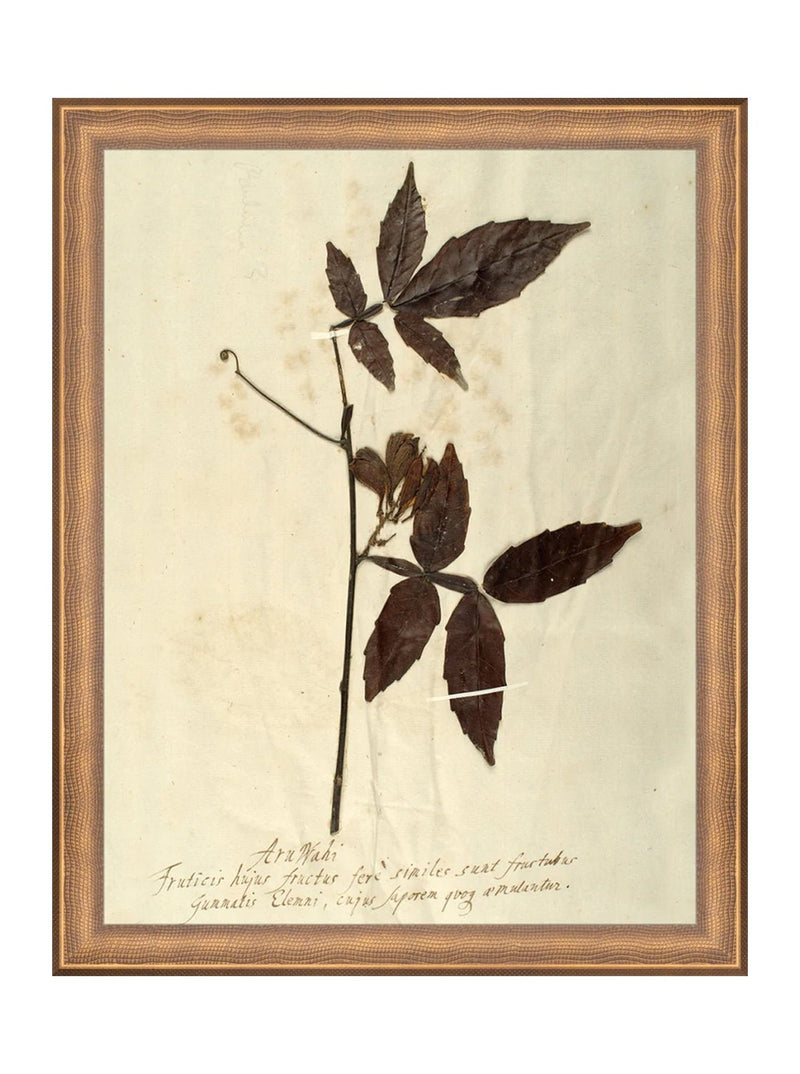 Herbarium I - HJART0066 - BRZ - 11x14