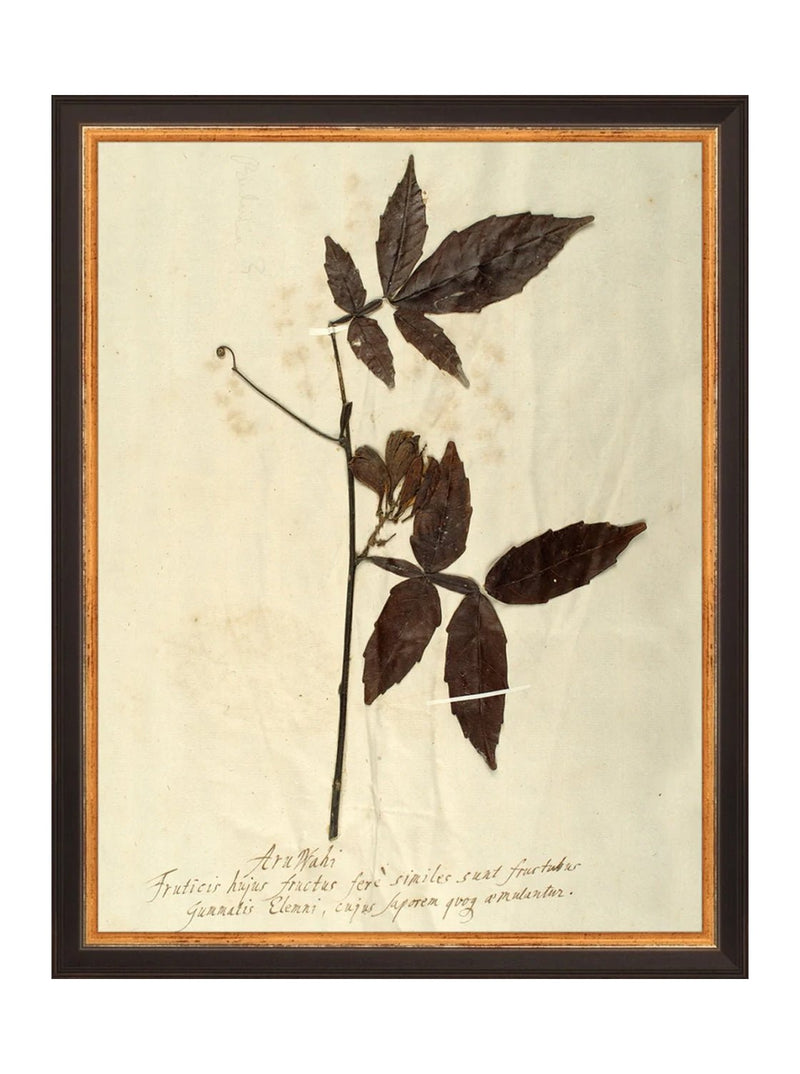 Herbarium I - HJART0066 - BLK - 11x14