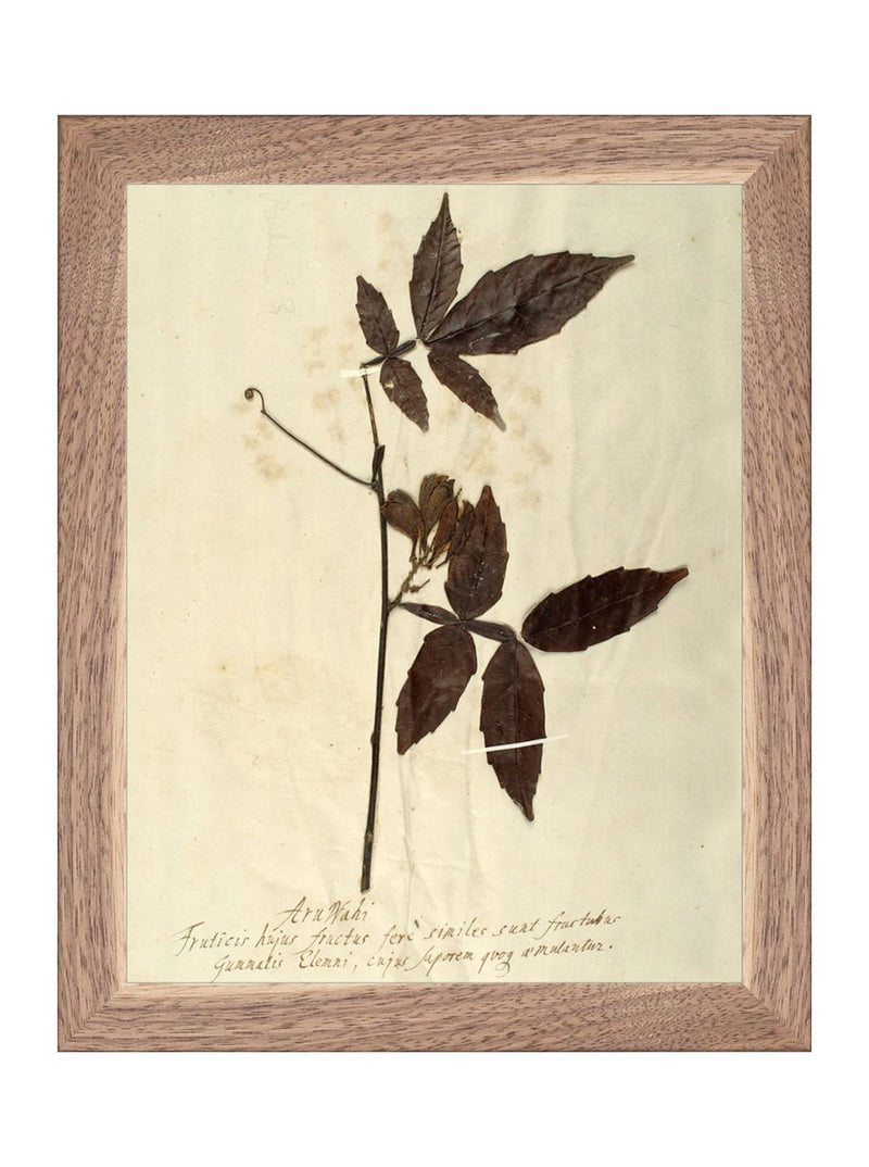 Herbarium I - HJART0066 - WNT - 8x10