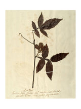 Herbarium I - HJART0066 - UN - 8x10