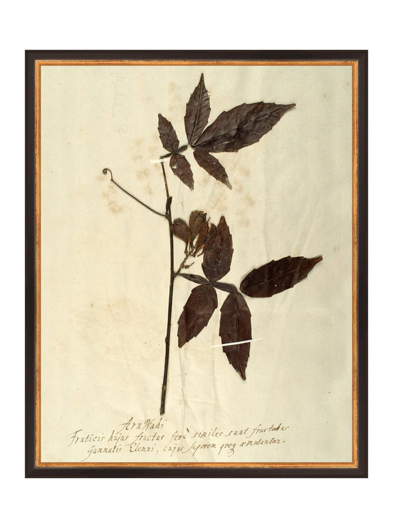 Herbarium I - HJART0066 - BLK - 16x20