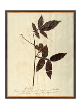 Herbarium I - HJART0066 - BLK - 24x30