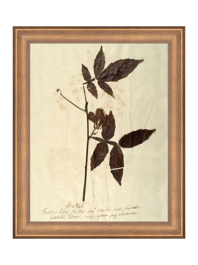 Herbarium I - HJART0066 - BRZ - 8x10