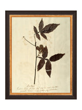 Herbarium I - HJART0066 - BLK - 8x10