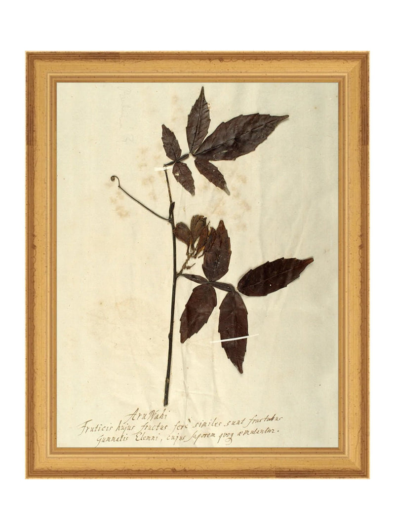 Herbarium I - HJART0066 - GLD - 8x10