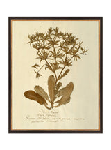 Herbarium VII - HJART0287 - BDG - 16x20