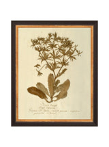 Herbarium VII - HJART0287 - BDG - 8X10