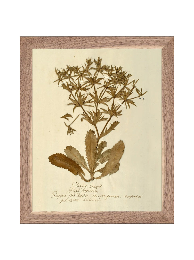 Herbarium VII - HJART0287 - WLN - 8X10