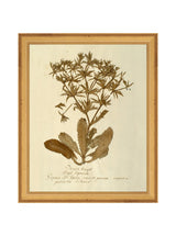 Herbarium VII - HJART0287 - GLD - 8X10