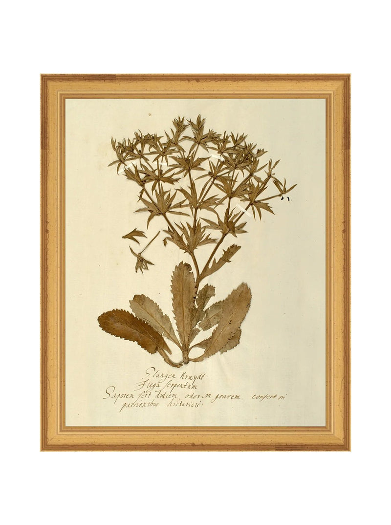 Herbarium VII - HJART0287 - GLD - 8X10