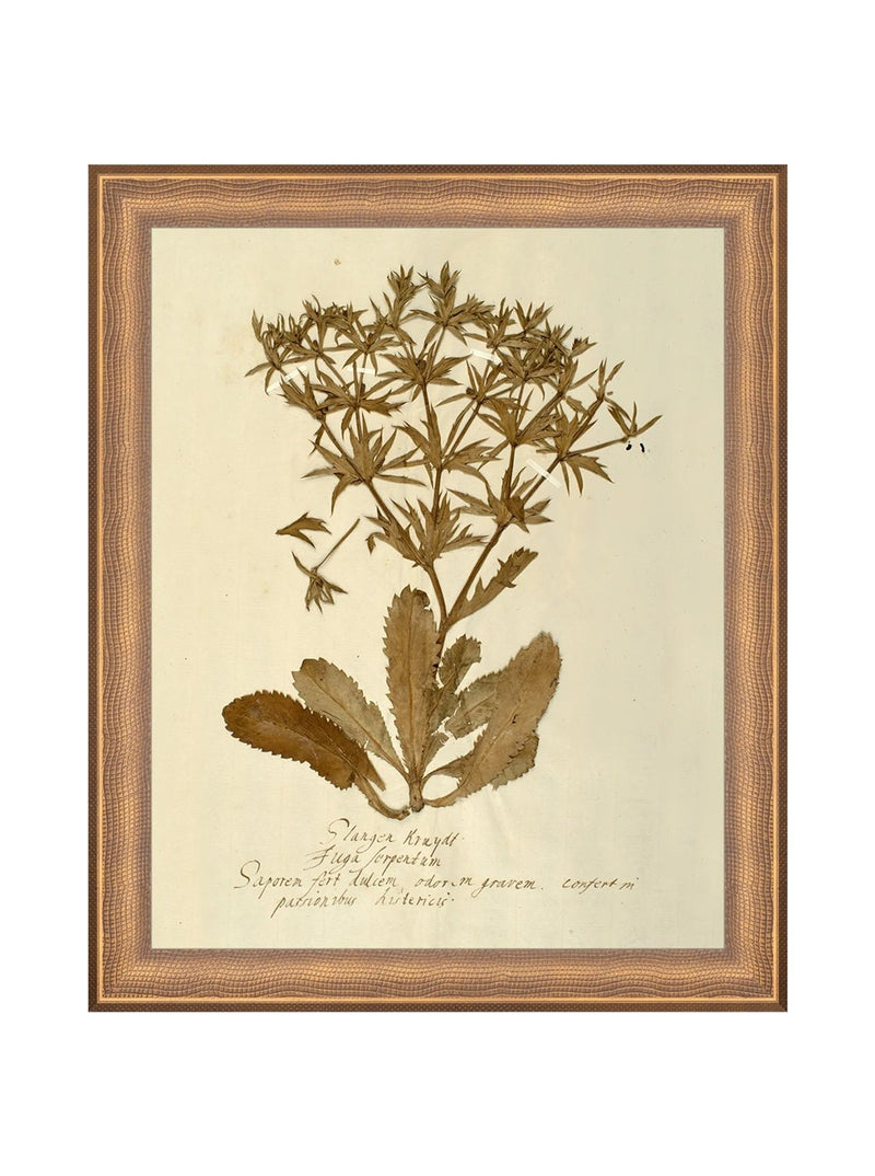 Herbarium VII - HJART0287 - BNZ - 8X10