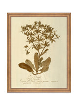 Herbarium VII - HJART0287 - BNZ - 11x14