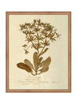 Herbarium VII - HJART0287 - BNZ - 16x20