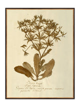 Herbarium VII - HJART0287 - BDG - 30x40