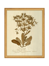 Herbarium VII - HJART0287 - GLD - 11x14