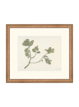 Mistletoe - HJART0261 - BNZ - 13x15