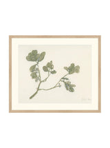 Mistletoe - HJART0261 - OAK - 21x25