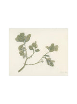 Mistletoe - HJART0261 - UF - 8x10