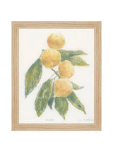 Pastel Mandarin - HJART0283 - OAK - 8X10