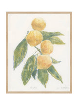 Pastel Mandarin - HJART0283 - OAK - 24x30