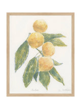 Pastel Mandarin - HJART0283 - OAK - 16x20