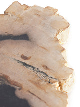 Petrified Wood Slab - HJDCR0424 - LGT