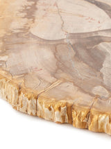 Petrified Wood Slab - HJDCR0424 - DRK